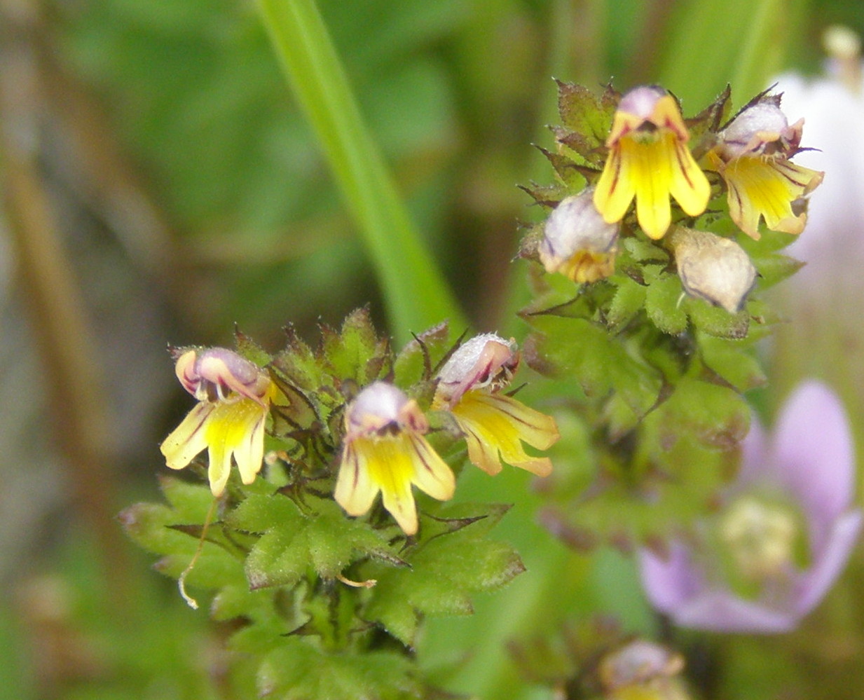 euphrasia minima?